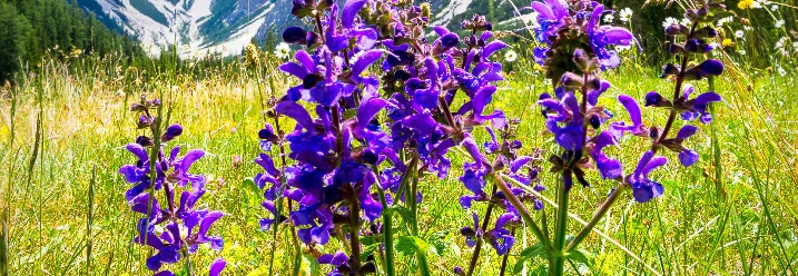 Lila Blüten in Berglandschaft